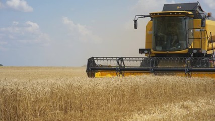 Combine harvester gathers the wheat crop. Wheat harvesting shears. Combines in the field. Steadicam shot. Food industry concept.