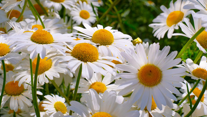 Fototapeta premium Chamomiles in the summer field close-up