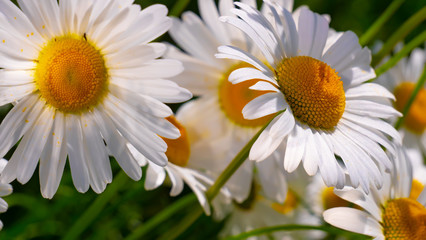 Chamomiles in the summer field close-up