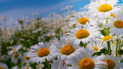 Chamomiles in the summer field close-up