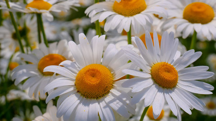 Chamomiles in the summer field close-up