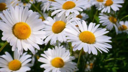 Chamomiles in the summer field close-up