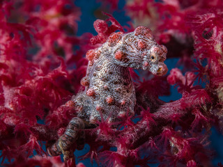 Seahorse