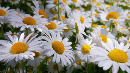 Chamomiles in the summer field close-up
