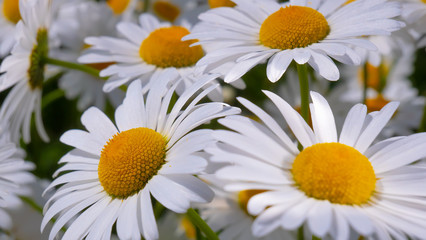 Fototapeta premium Chamomiles in the summer field close-up