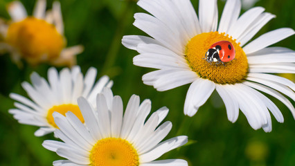 Obraz premium Ladybug on a camomile close-up in a summer field.