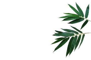 Dark green leaves of bamboo ornamental forest garden plant isolated on white background, clipping path included.