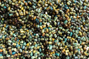 Glossy wet soaked, washed black dal beans, Urid lentils, soya, superfood   world travel food, colourful glossy gram seeds. Indian Kali Black Mung bean. Vegetarian, vegan, healthy protein and fibre
