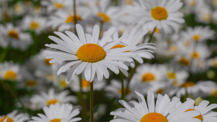 Chamomiles in the summer field close-up