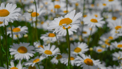 Fototapeta premium Chamomiles in the summer field close-up