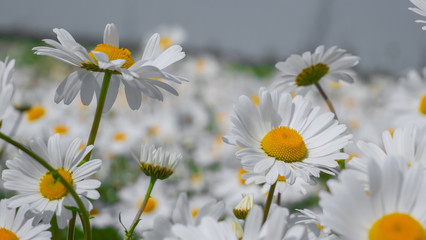 Obraz premium Chamomiles in the summer field close-up