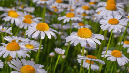 Chamomiles in the summer field close-up