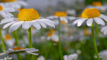 Chamomiles in the summer field close-up