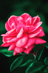 Rose flower on a green grass background