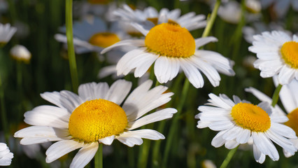 Fototapeta premium Chamomiles in the summer field close-up