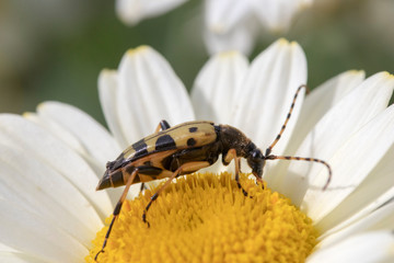 Longhorn Beetle (Strangalia maculata) on Anthemis tinctoria ‘E.C.Buxton’