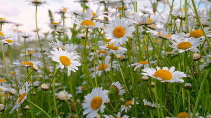 Fototapeta premium Chamomiles in the summer field close-up