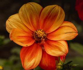 Dalia, georginia, Dahlia Cav, Dahlia, giergonia, giergona, wielgonia,  wielgoń