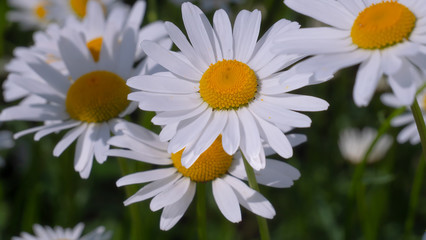 Chamomiles in the summer field close-up