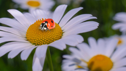 Fototapeta premium Ladybug on a camomile close-up in a summer field.
