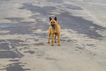 Homeless brown dog on the road. mixed breed dog