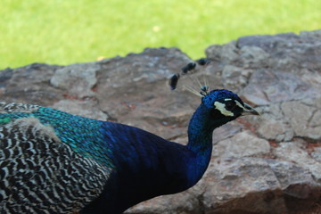 Fototapeta premium peacock