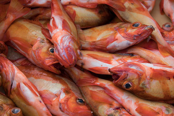 Fresh red fish from Iceland