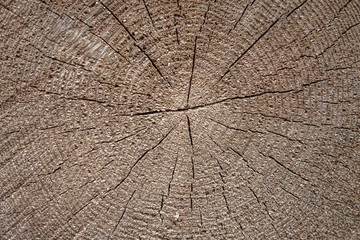 Fototapeta premium abstract background of cross section of a tree with annual rings close up