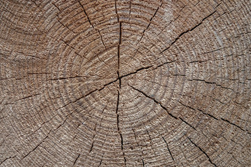 abstract background of cross section of a tree with annual rings close up