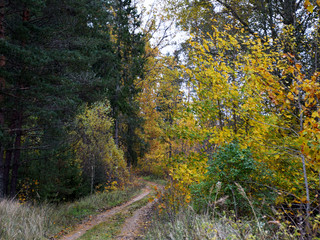 the path is full of leaves, bright yellow birch is autumn,