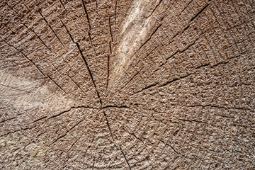 abstract background of cross section of a tree with annual rings close up
