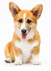 red welsh corgi puppy sitting in full growth on a white background