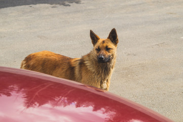 Homeless brown dog on the road. mixed breed dog