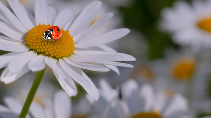 Obraz premium Ladybug on a camomile close-up in a summer field.