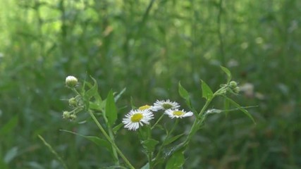 Sudden rain on the flowering meadow and white daisies under heavy drops. Super slow motion 1000 fps - Powered by Adobe