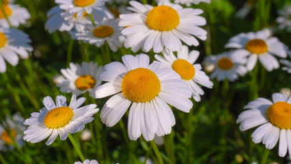Chamomile flowers in the summer field