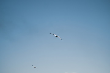 Seagull flying in the blue sky. wide spreded wings. freedom in flight. flying bird