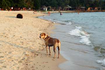 Brown-white dog is walking on a sandy beach near to sea at sunset.