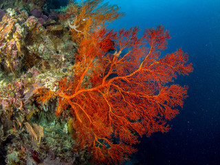 Critters und Corals
