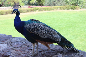 peacock