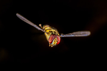 Hoverfly