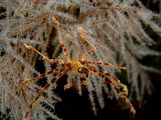 Critters und Corals