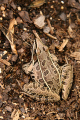 frog in dirt