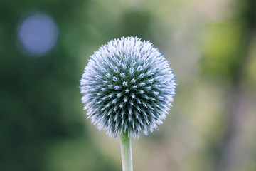 Echinops is a plant rarely found in home gardens.