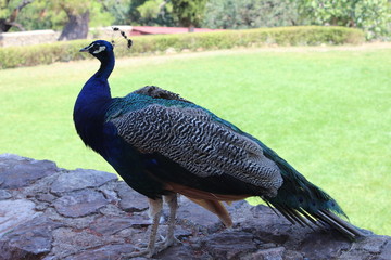 peacock