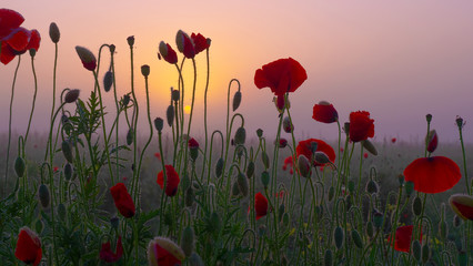 Naklejka na ściany i meble Red wild poppy flower in a field at sunrise