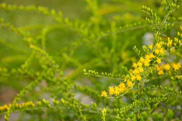 goldenrod