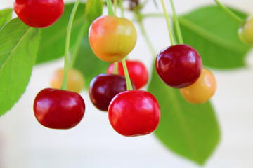 Beautiful cherries. Berries close-up. Background.