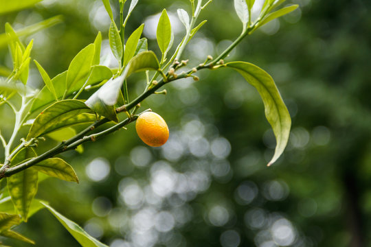 Ripe fruits and foliage of oval kumquat or Nagami kumquat (Citrus margarita or Fortunella margarita)