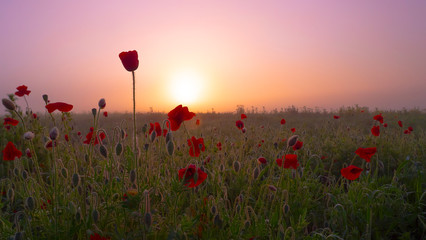 Naklejka na ściany i meble Red wild poppy flower in a field at sunrise